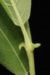 Salix basaltica. Stipules.
 Image: D. Glenny © Landcare Research 2020 CC BY 4.0